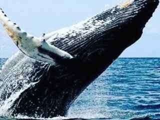  1597762479-avistagem-de-baleias-jubartes.jpg