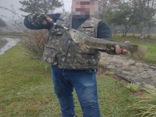  1754311302-traira-pesca-esportiva-ozera-hotel-fazneda-prudentopolis-parana.jpg